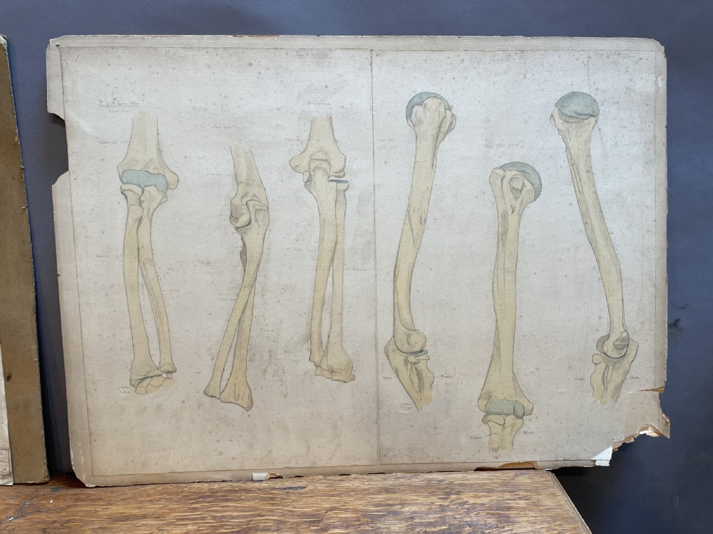 A collection of ten 19th-century academic paper sketches featuring anatomical bones, skulls, architectural columns, and geometric forms. View IV