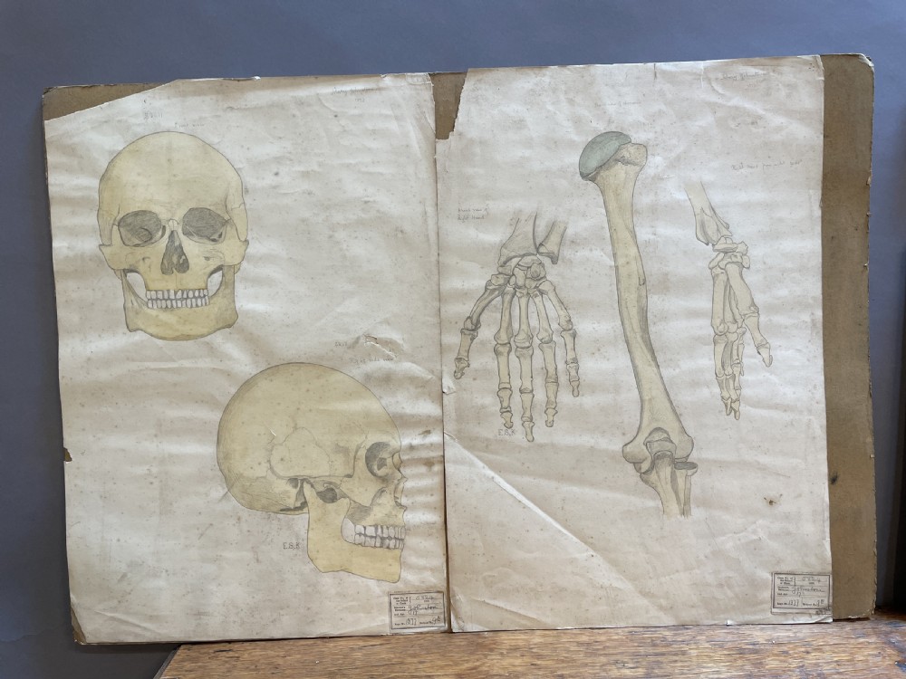 A collection of ten 19th-century academic paper sketches featuring anatomical bones, skulls, architectural columns, and geometric forms. View V