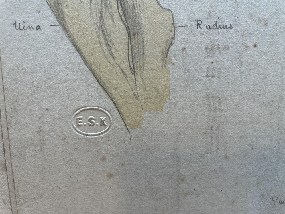 A collection of ten 19th-century academic paper sketches featuring anatomical bones, skulls, architectural columns, and geometric forms. View VII