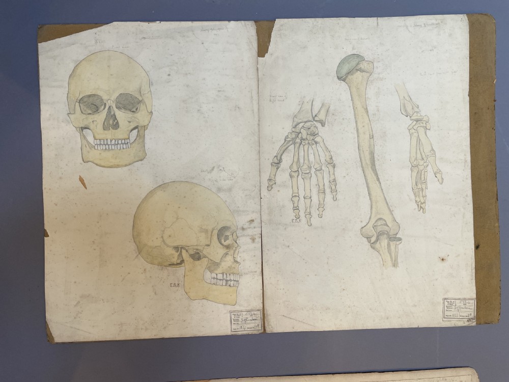 A collection of ten 19th-century academic paper sketches featuring anatomical bones, skulls, architectural columns, and geometric forms. View VIII