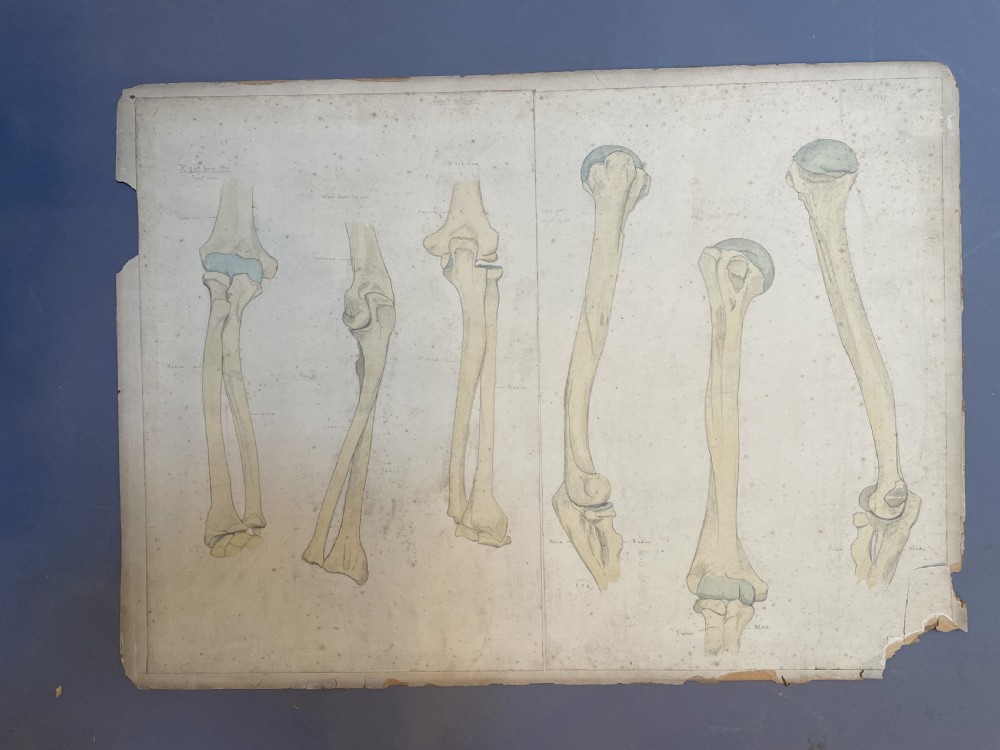 A collection of ten 19th-century academic paper sketches featuring anatomical bones, skulls, architectural columns, and geometric forms. View IX