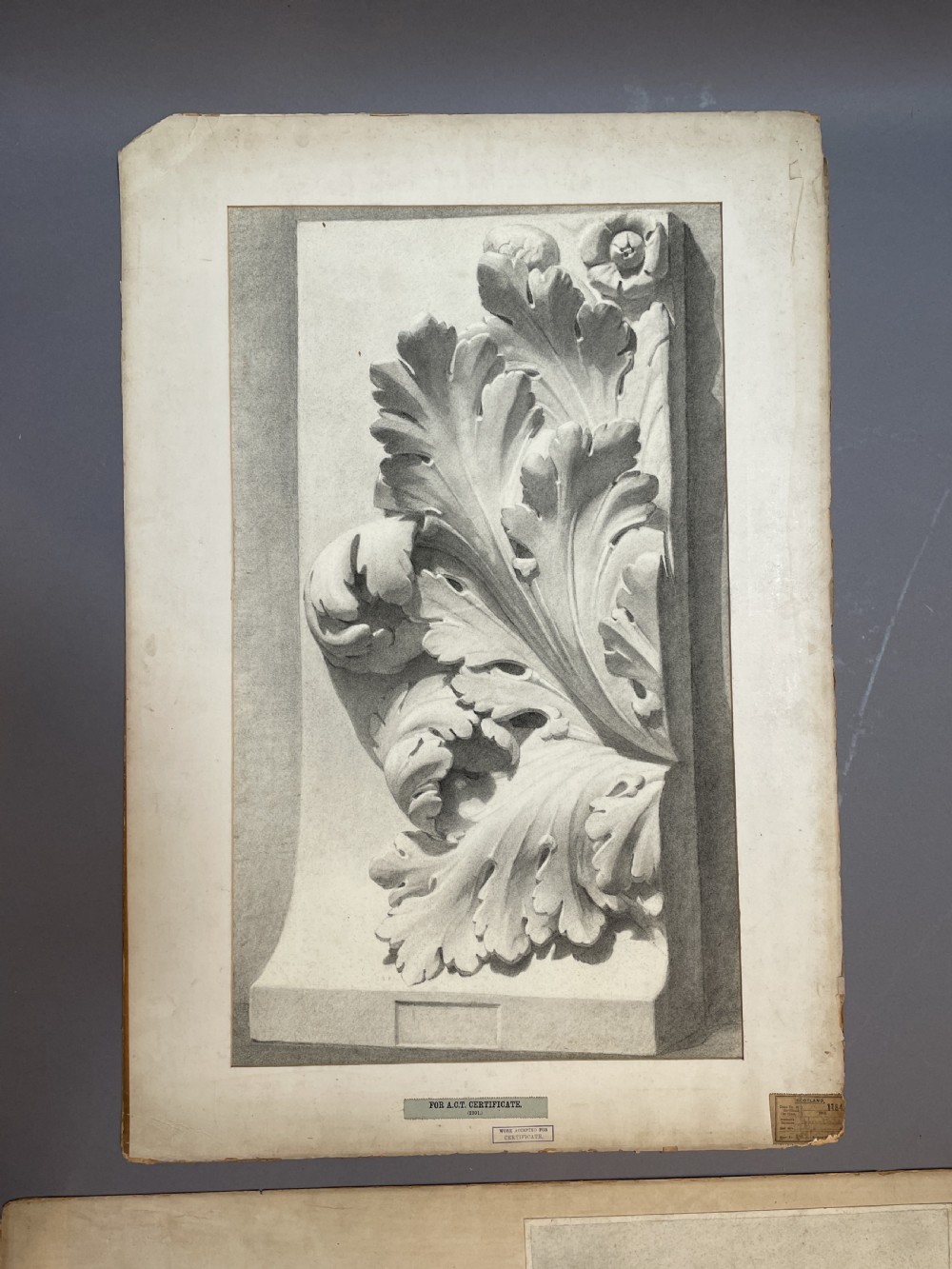A collection of ten 19th-century academic paper sketches featuring anatomical bones, skulls, architectural columns, and geometric forms. View XVII