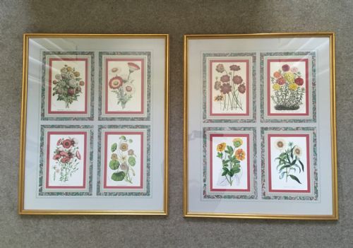 Mid 19th Century Botanical Lithographs