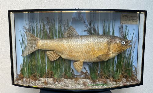 "Roach" in Glass Case Preserved by Little & Co 1884