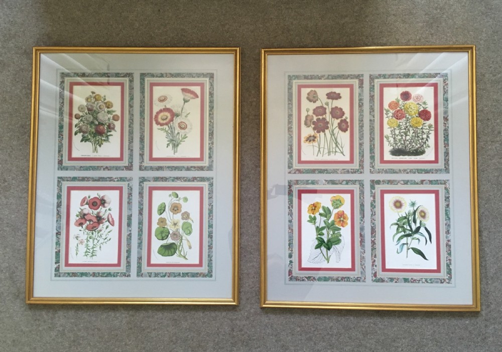 Mid 19th Century Botanical Lithographs 
