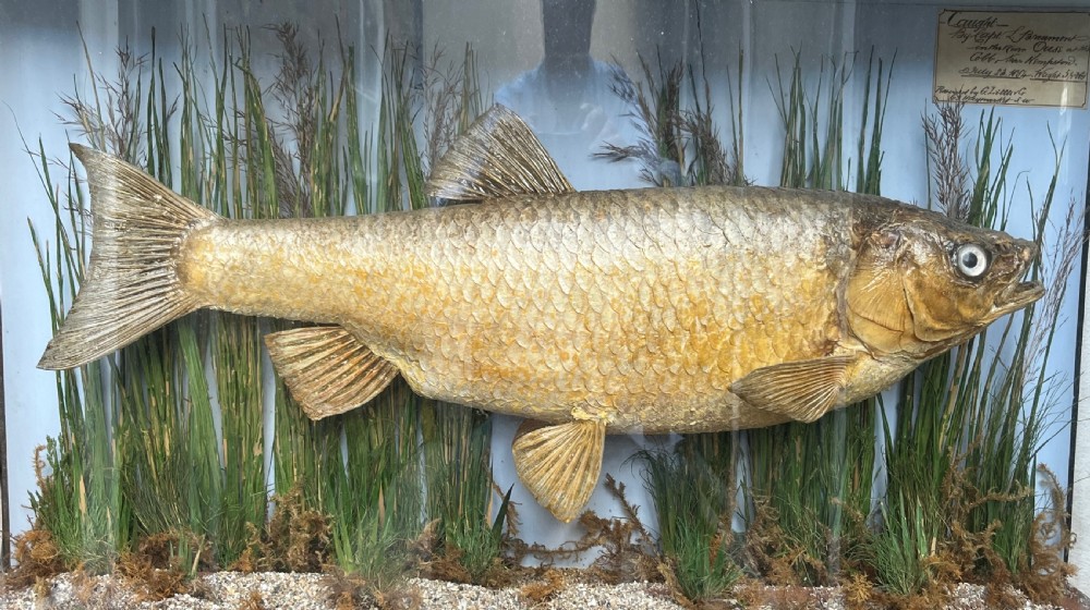 A Victorian taxidermy roach fish presented inside a bow-front glass case with aquatic reeds, gravel substrate, and a paper provenance label. View II
