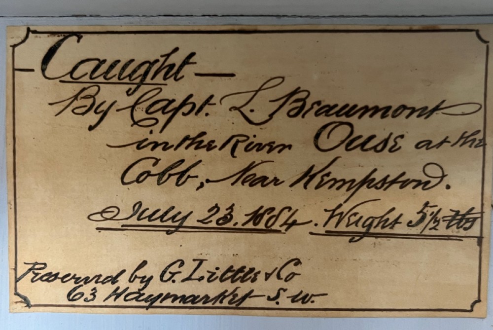 A Victorian taxidermy roach fish presented inside a bow-front glass case with aquatic reeds, gravel substrate, and a paper provenance label. View III