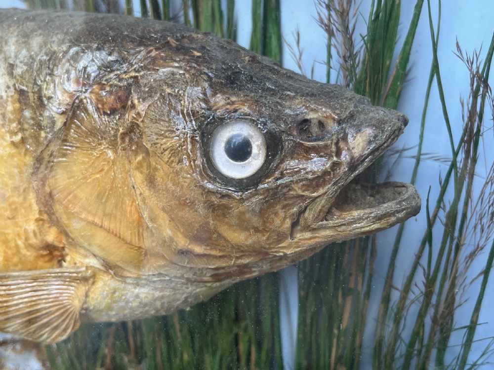 A Victorian taxidermy roach fish presented inside a bow-front glass case with aquatic reeds, gravel substrate, and a paper provenance label. View IV