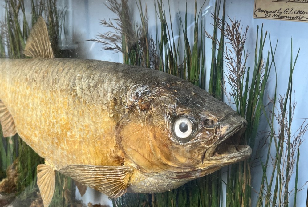 A Victorian taxidermy roach fish presented inside a bow-front glass case with aquatic reeds, gravel substrate, and a paper provenance label. View V