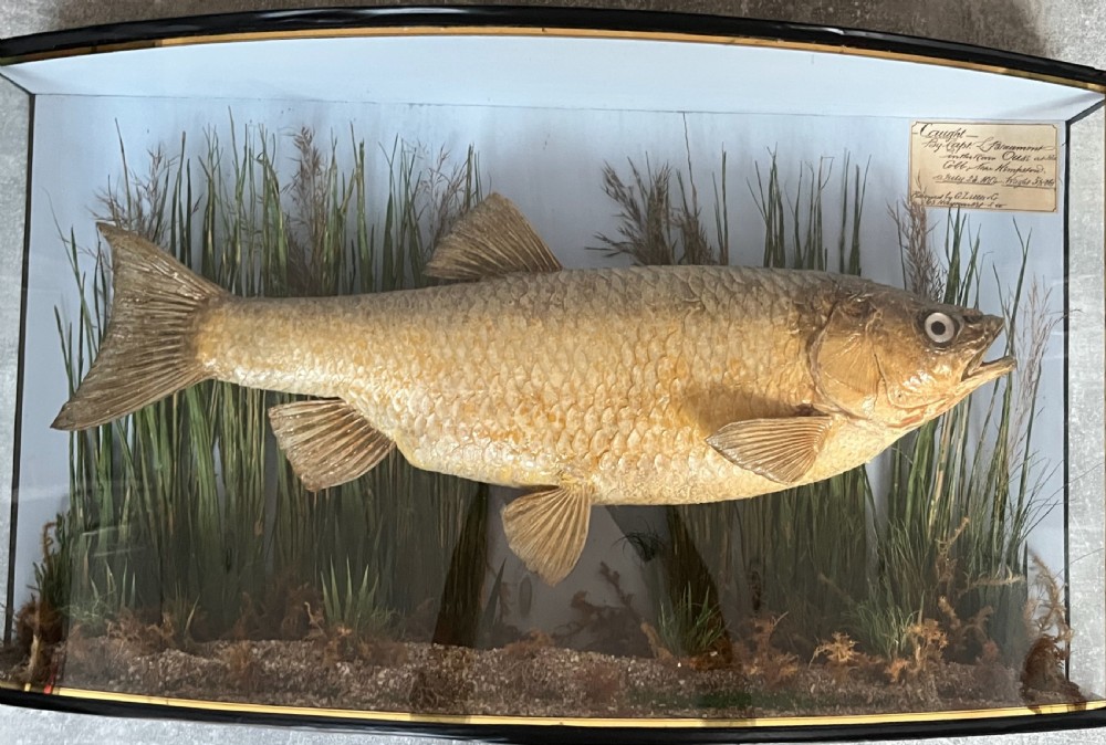 A Victorian taxidermy roach fish presented inside a bow-front glass case with aquatic reeds, gravel substrate, and a paper provenance label. View VI