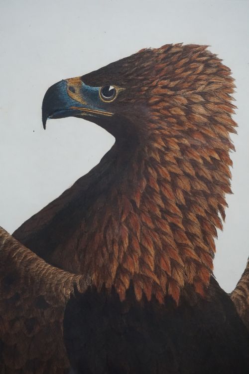 PRIDEAUX JOHN SELBY 17881867 GOLDEN EAGLE FEMALE HAND COLOURED ENGRAVING - ADDITIONAL PHOTO 2