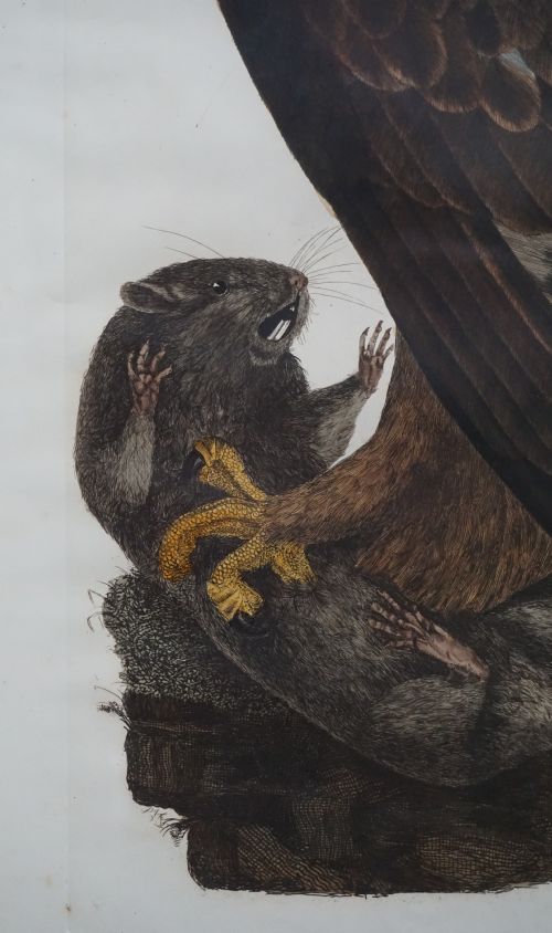 PRIDEAUX JOHN SELBY 17881867 GOLDEN EAGLE FEMALE HAND COLOURED ENGRAVING - ADDITIONAL PHOTO 1