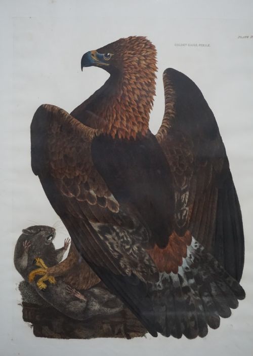prideaux john selby 17881867 golden eagle female hand coloured engraving - CATEGORY: ANTIQUE ART - DATED REGENCY
