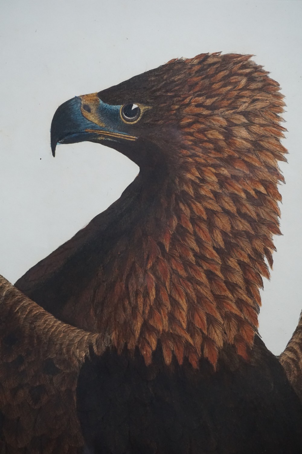 Prideaux John Selby (1788-1867) Golden Eagle Female hand coloured engraving View III