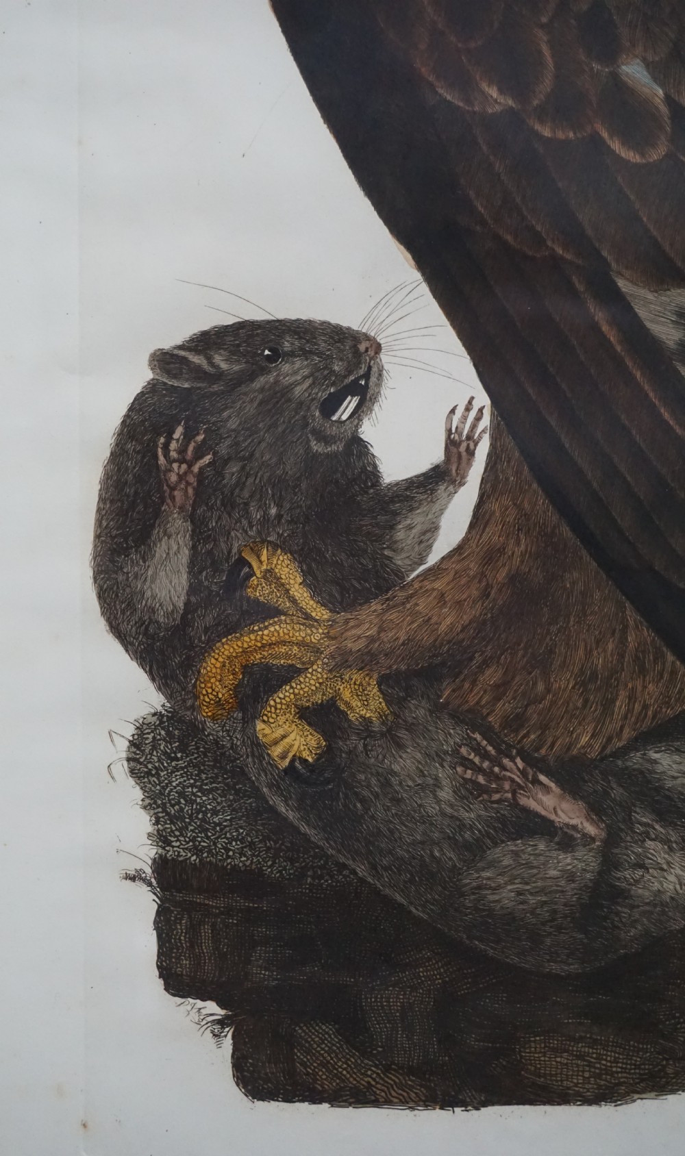 Prideaux John Selby (1788-1867) Golden Eagle Female hand coloured engraving View II