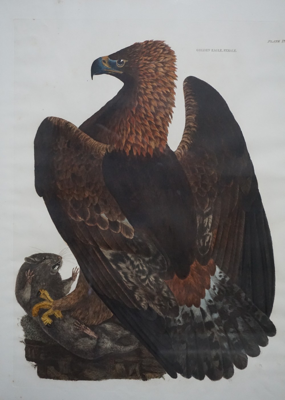 Prideaux John Selby (1788-1867) Golden Eagle Female hand coloured engraving