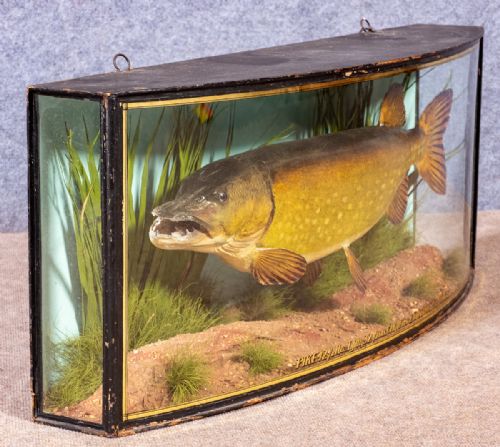 Cooper Bow Fronted Taxidermy Cased Pike