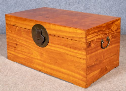 Chinese Camphor Wood Trunk