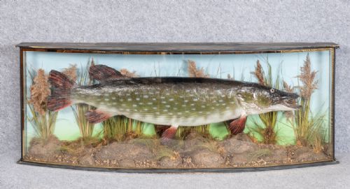 Large Bow Fronted Stuffed Pike Taxidermy