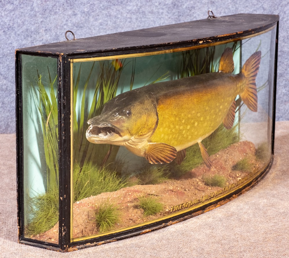 Cooper Bow Fronted Taxidermy Cased Pike