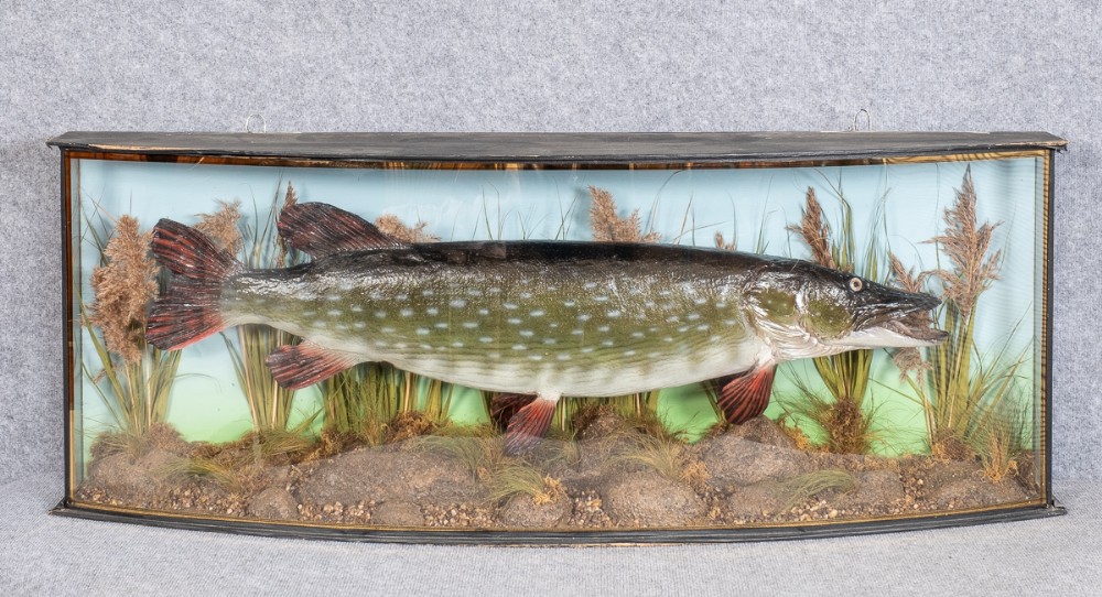 Large Bow Fronted Stuffed Pike Taxidermy