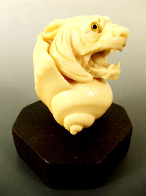 VICTORIAN CARVED IVORY TIGER AND CONCH SHELL WALKING STICK HANDLE - ADDITIONAL PHOTO 5