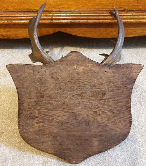 A CARVED OAK STAG HORNED FACE MASK - ADDITIONAL PHOTO 5