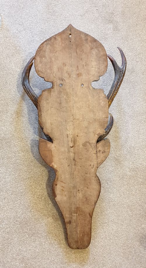 A 19TH CENTURY CARVED DECORATED WOODEN STAG'S HEAD - ADDITIONAL PHOTO 9
