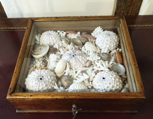 a collection of shells and crustacean in its original 19th century glazed top case - CATEGORY: ANTIQUE MISCELLANEOUS - DATED 19TH CENTURY