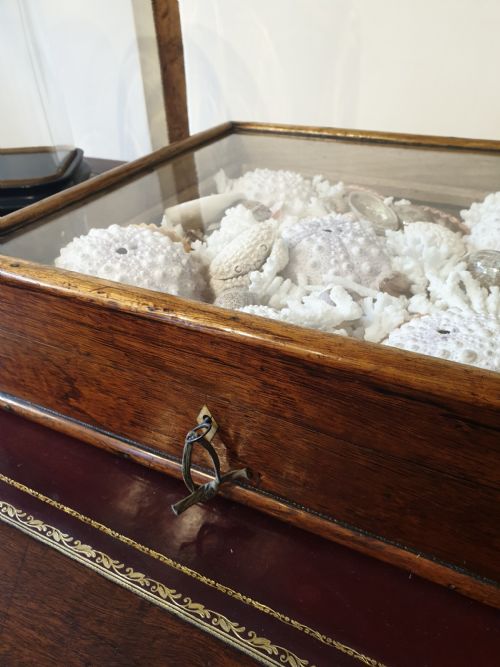 A COLLECTION OF SHELLS AND CRUSTACEAN IN ITS ORIGINAL 19TH CENTURY GLAZED TOP CASE - ADDITIONAL PHOTO 1