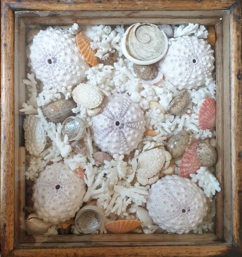 A COLLECTION OF SHELLS AND CRUSTACEAN IN ITS ORIGINAL 19TH CENTURY GLAZED TOP CASE - ADDITIONAL PHOTO 3