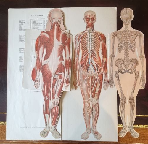 Philips' Model of the Human Body (Female) Edited by W S Furneaux