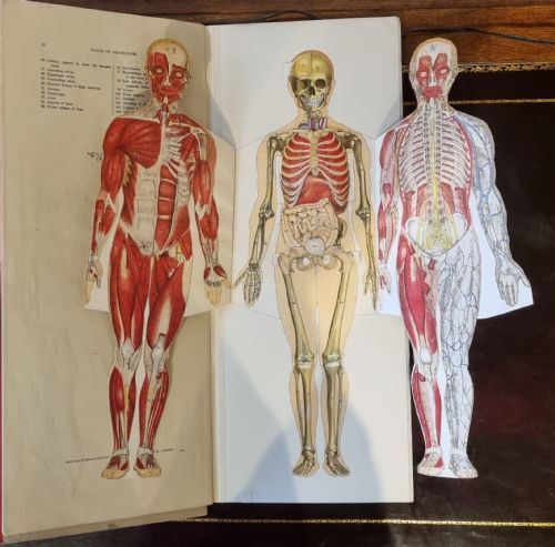 PHILIPS' POPULAR MANIKIN EDITED BY W S FURNEAUX - ADDITIONAL PHOTO 9