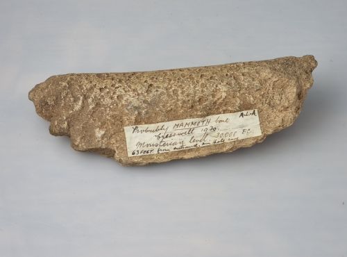 A COLLECTION OF ANIMAL BONE FRAGMENTS MOUSTERIAN LEVEL EXCAVATED BY ALBERT LESLIE ARMSTRONG FROM THE CRESWELL CAVES CIRCA 1930 - ADDITIONAL PHOTO 6