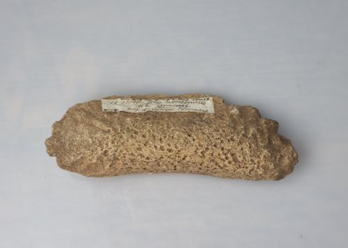 A COLLECTION OF ANIMAL BONE FRAGMENTS MOUSTERIAN LEVEL EXCAVATED BY ALBERT LESLIE ARMSTRONG FROM THE CRESWELL CAVES CIRCA 1930 - ADDITIONAL PHOTO 7