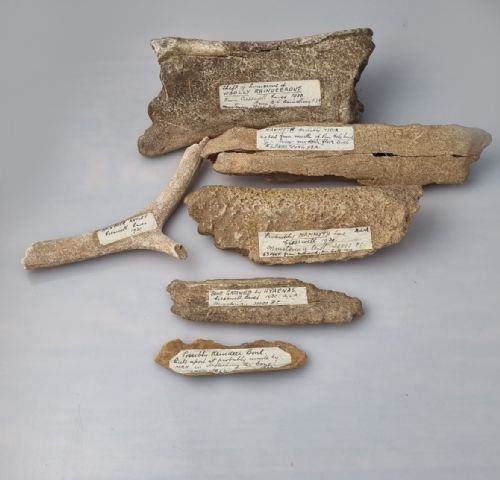 A COLLECTION OF ANIMAL BONE FRAGMENTS MOUSTERIAN LEVEL EXCAVATED BY ALBERT LESLIE ARMSTRONG FROM THE CRESWELL CAVES CIRCA 1930 - ADDITIONAL PHOTO 9