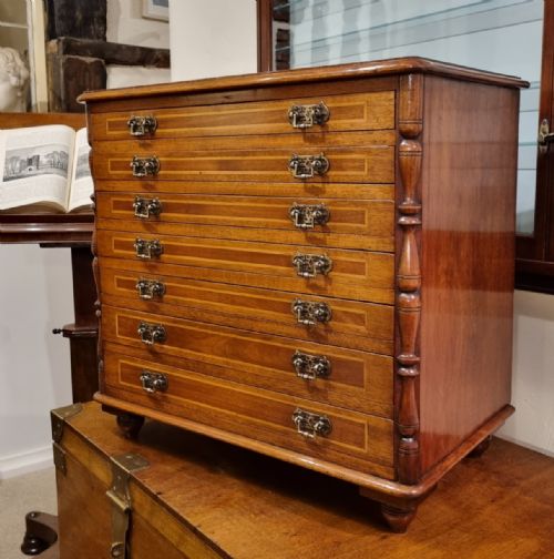a unique mahogany boxwood specimen chest from the late 19th century - CATEGORY: ANTIQUE CABINETS - DATED 1890