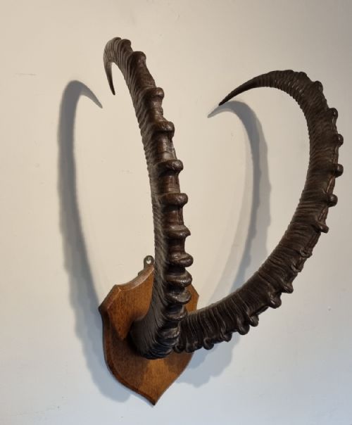 set of late 19th century antique mounted alpine ibex horns - CATEGORY: ANTIQUE MISCELLANEOUS - DATED 1890