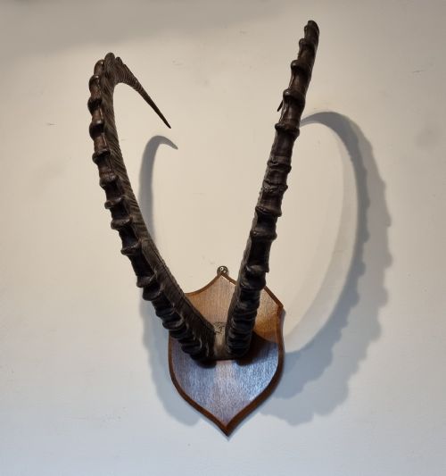 SET OF LATE 19TH CENTURY ANTIQUE MOUNTED ALPINE IBEX HORNS - ADDITIONAL PHOTO 1