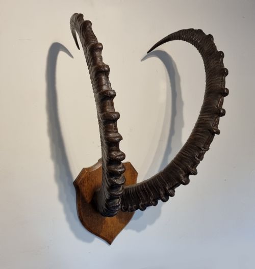 SET OF LATE 19TH CENTURY ANTIQUE MOUNTED ALPINE IBEX HORNS - ADDITIONAL PHOTO 2