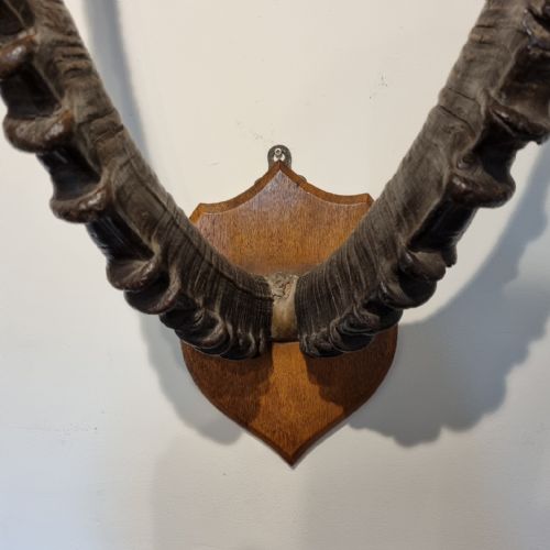 SET OF LATE 19TH CENTURY ANTIQUE MOUNTED ALPINE IBEX HORNS - ADDITIONAL PHOTO 3