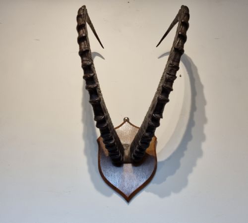 SET OF LATE 19TH CENTURY ANTIQUE MOUNTED ALPINE IBEX HORNS - ADDITIONAL PHOTO 4