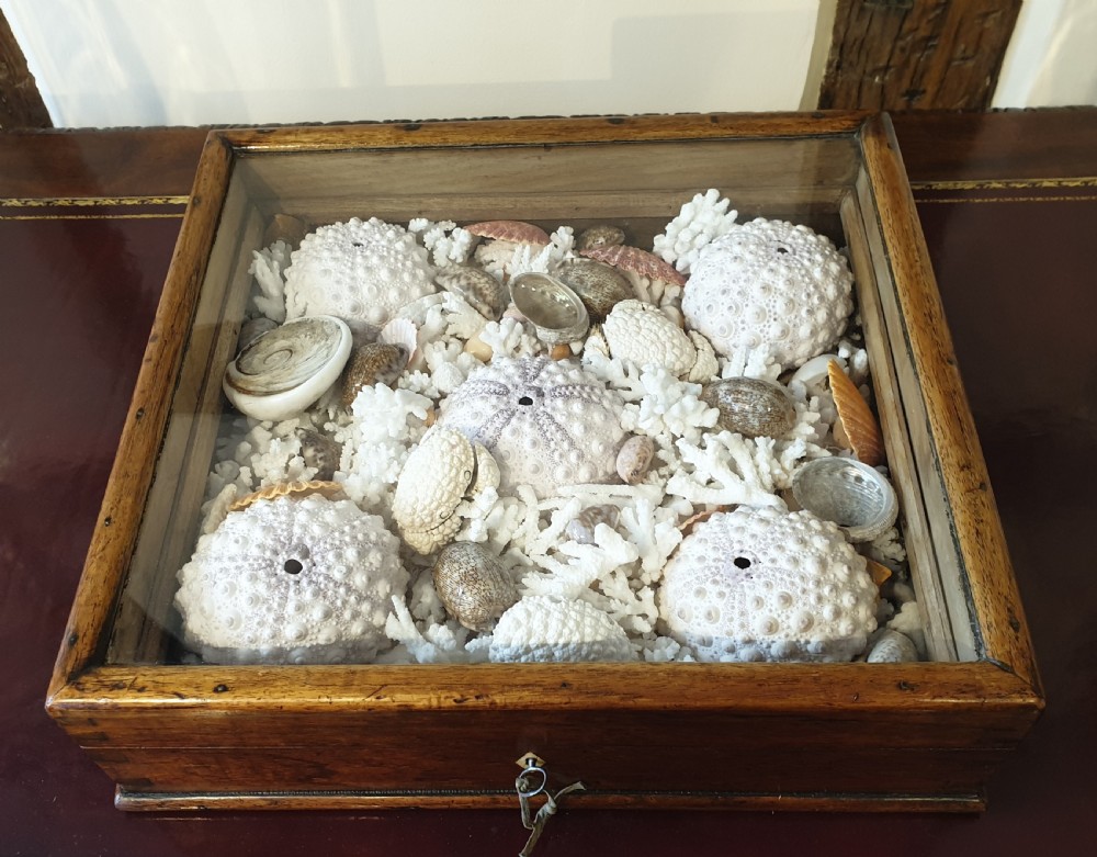 A collection of shells and crustacean in its original 19th Century glazed top case  
