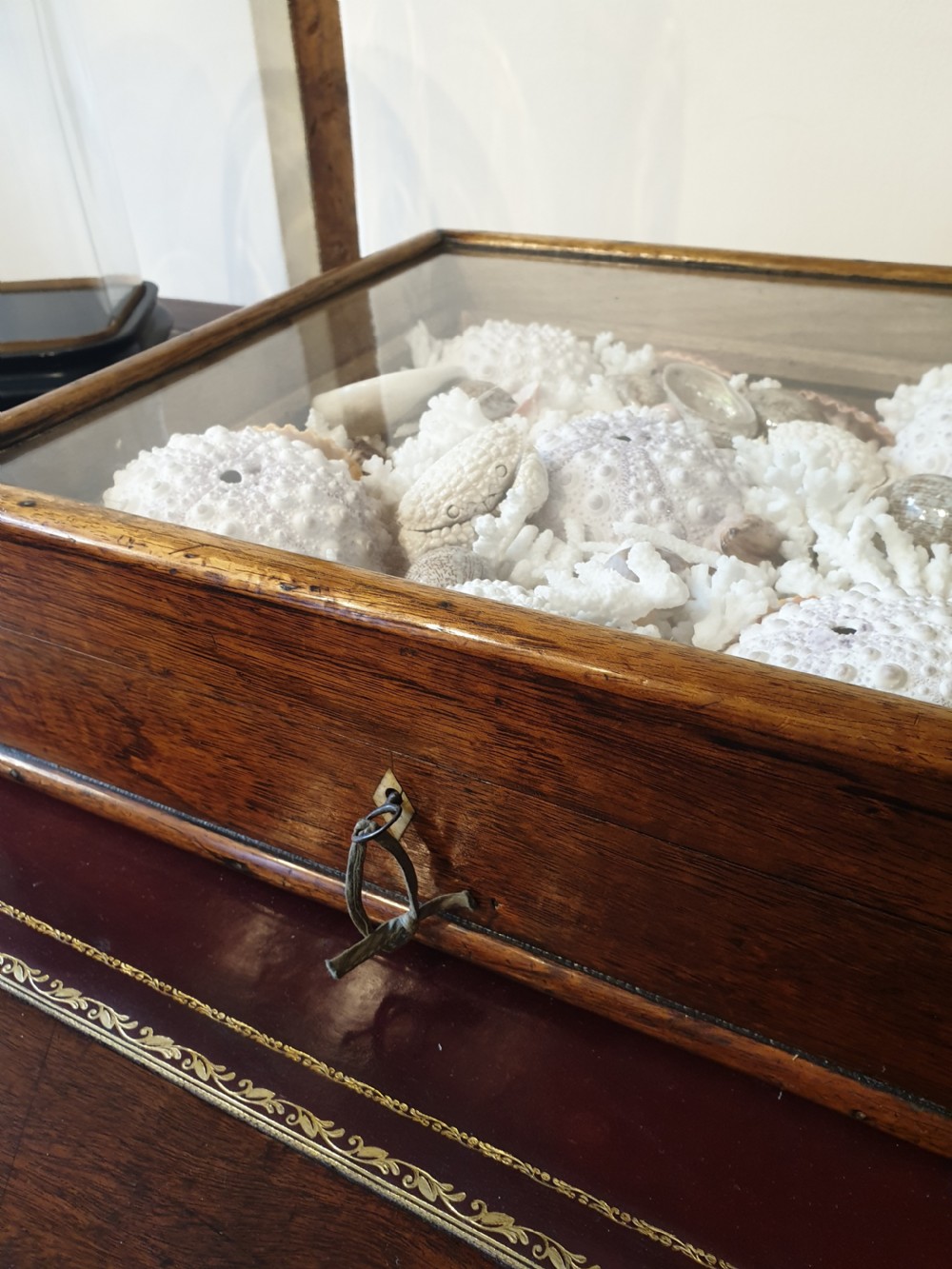 A collection of shells and crustacean in its original 19th Century glazed top case   View II