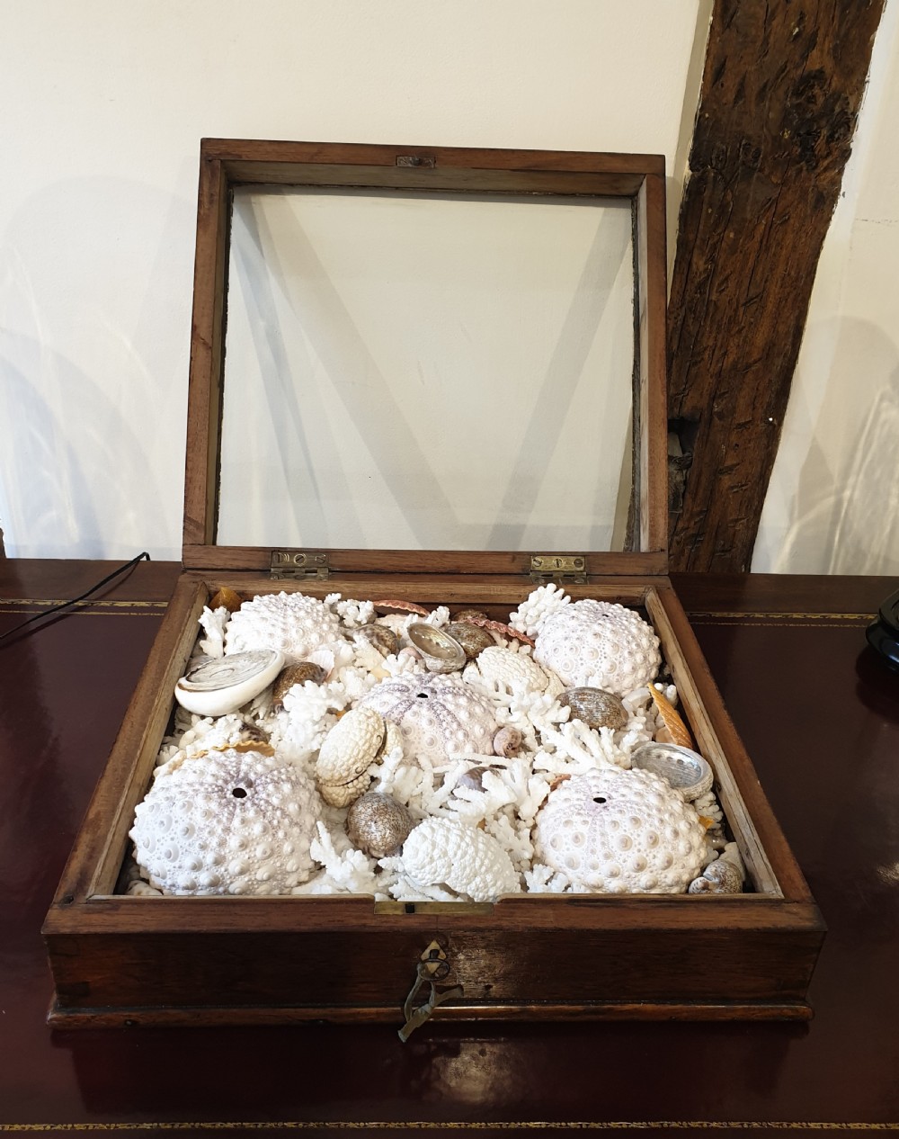 A collection of shells and crustacean in its original 19th Century glazed top case   View III