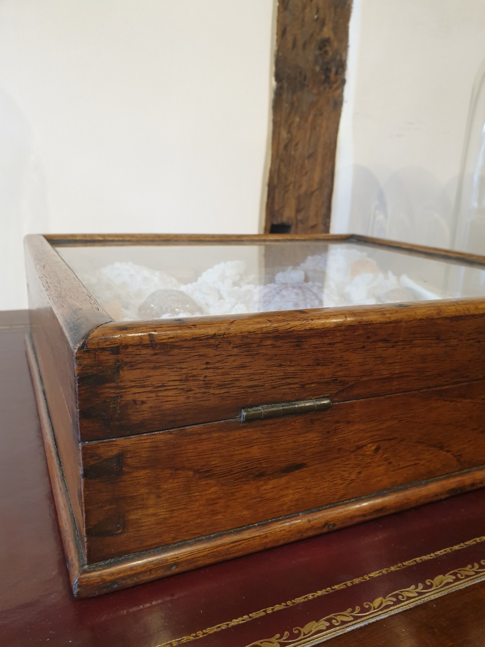 A collection of shells and crustacean in its original 19th Century glazed top case   View V