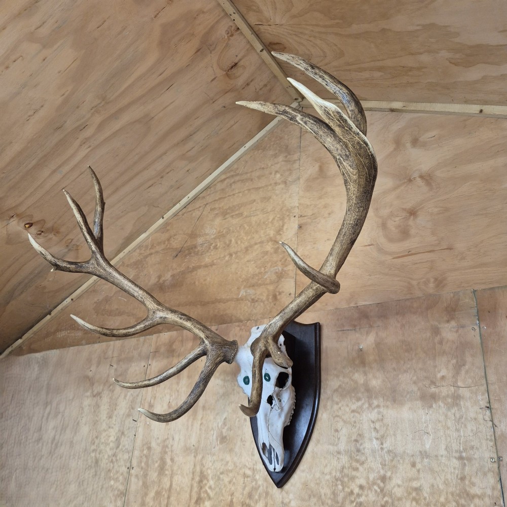 A 12 point ‘Royal’ set of mounted Red Deer antlers (1.2 metres across)