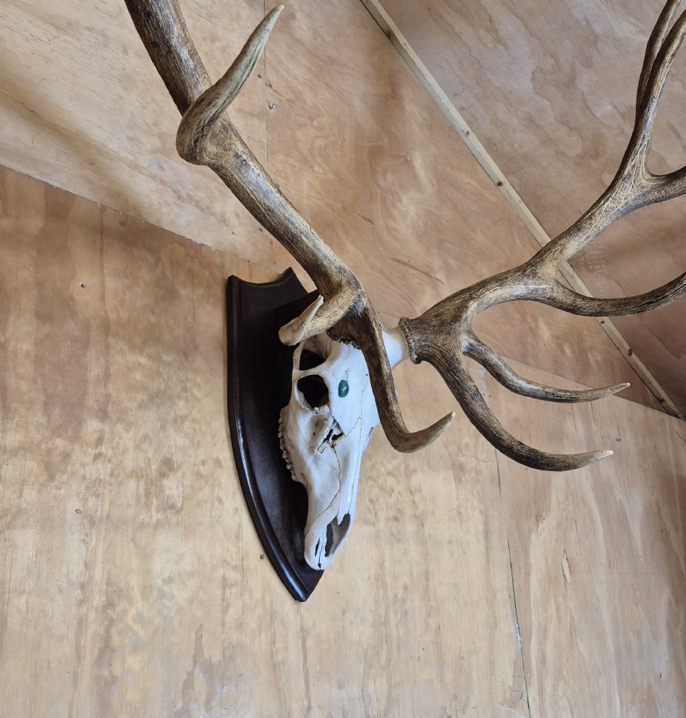 A twelve-point red deer skull and antler mount secured to a dark polished wooden shield. View III