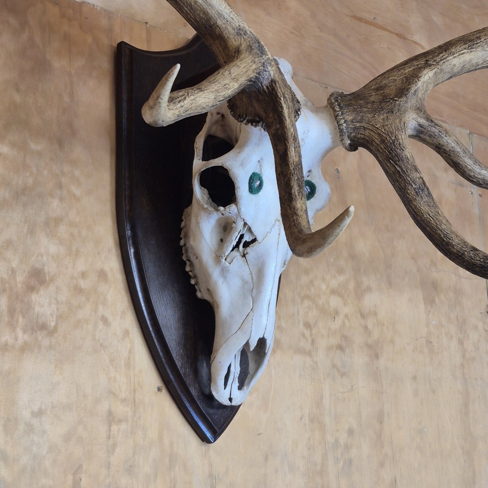 A twelve-point red deer skull and antler mount secured to a dark polished wooden shield. View IV