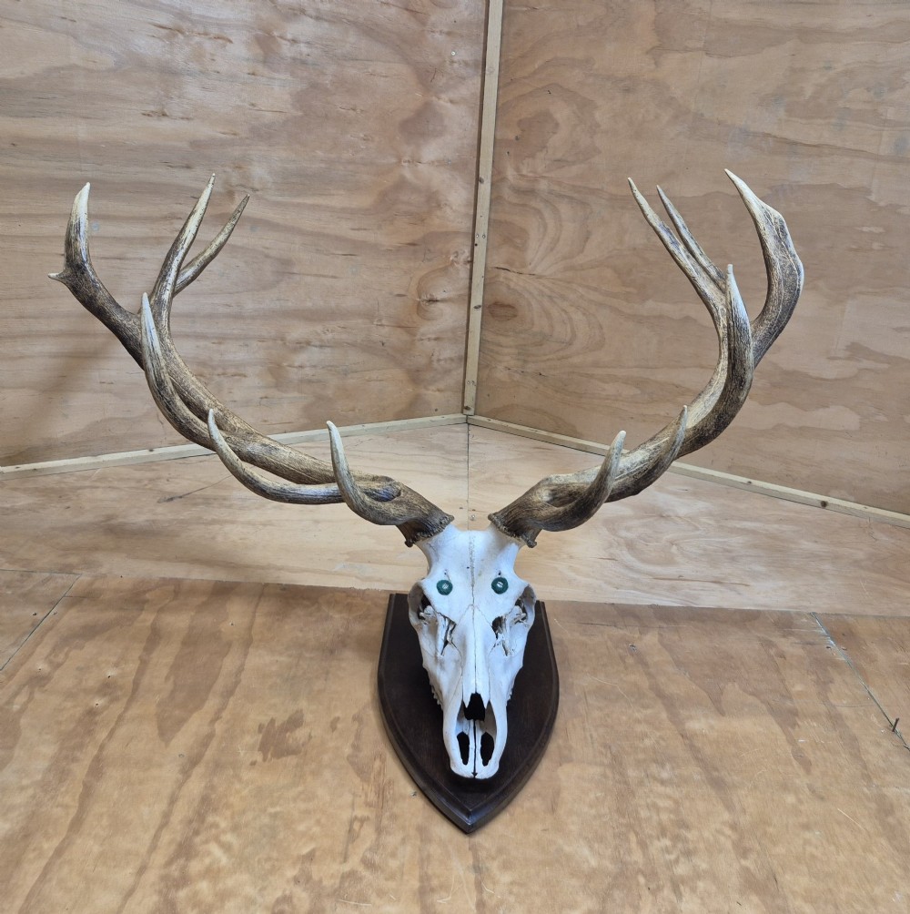A twelve-point red deer skull and antler mount secured to a dark polished wooden shield. View V